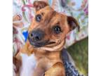 Adopt Cody -Chino Hills Location a Terrier, Dachshund