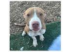 Adopt Romeo, super outgoing, smart & affectionate pup! a American Staffordshire