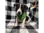 Adopt Pincho a Mixed Breed