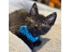 Adopt Gorg The Destroyer a Domestic Medium Hair