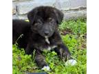 Adopt Willie a Shepherd, Labrador Retriever