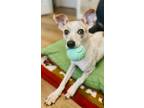 Adopt ELGIN a Whippet