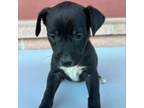 Adopt Karev a Labrador Retriever