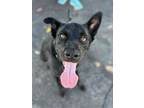 Adopt Kane - Foster or Adopt Me! a Labrador Retriever