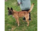 Adopt Detour a Belgian Shepherd / Malinois