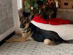 Adopt Rocky a German Shepherd Dog