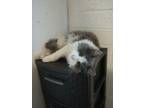 Adopt Kevin a Turkish Angora