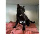 Adopt Bob a Domestic Short Hair