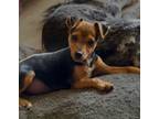 Adopt Sparky a Rat Terrier, Chiweenie