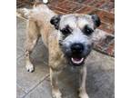 Adopt Tristan a Border Terrier