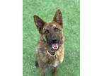 Adopt Frisco a German Shepherd Dog, Mixed Breed