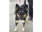 Adopt Maggie Mae a German Shepherd Dog, Mixed Breed