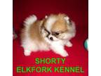 Pomeranian Puppy for sale in Paris, MO, USA