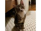 Adopt Oliver a Domestic Short Hair