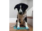 Adopt KASSON a Terrier, Beagle