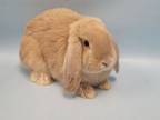 Adopt Ant a English Lop, Bunny Rabbit