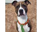Adopt Jamison a Boxer, American Staffordshire Terrier