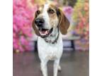 Adopt Henry a English Coonhound