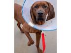 Adopt Rip a Redbone Coonhound, Mixed Breed