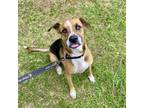Adopt Copper a Mixed Breed, Hound