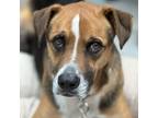 Adopt Copper a Mixed Breed, Hound