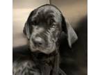 Adopt Dodge a Cane Corso, German Shepherd Dog