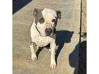 Adopt Wilbur a Pit Bull Terrier