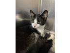 Adopt Espresso a Domestic Short Hair