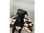 Adopt Harmon a Great Dane, Black Labrador Retriever