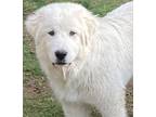 Adopt BEN a Great Pyrenees