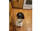 Adopt Noah a German Shorthaired Pointer