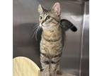 Adopt Tiny Whiny a Domestic Short Hair