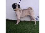 Adopt Homero a Pug