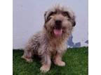 Adopt Odie schnauzer a Schnauzer