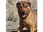 Adopt Chaz a Shepherd, Mixed Breed