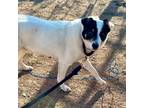 Adopt Marcus a Australian Cattle Dog / Blue Heeler, Jack Russell Terrier