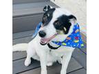 Adopt Marcus a Australian Cattle Dog / Blue Heeler, Jack Russell Terrier