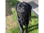 Adopt Cricket a Black Labrador Retriever, Mixed Breed