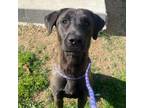 Adopt Hopper a Black Labrador Retriever, Mixed Breed