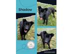Adopt Shadow a German Shepherd Dog