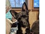 Adopt Tuck a Scottish Terrier