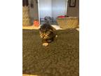 Adopt Fiddler a Domestic Short Hair