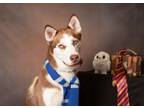 Adopt Coop a Husky