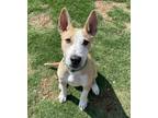 Adopt Bruce a Bull Terrier