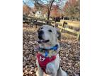 Adopt Syd a Anatolian Shepherd