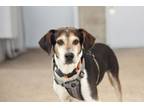 Adopt Dobby a Treeing Walker Coonhound