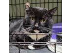 Adopt Tux a Domestic Short Hair