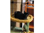 Adopt Ninja a American Shorthair