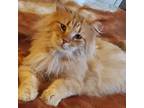 Adopt Rusty a Domestic Long Hair