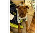 Adopt Donut a Mixed Breed, Pit Bull Terrier